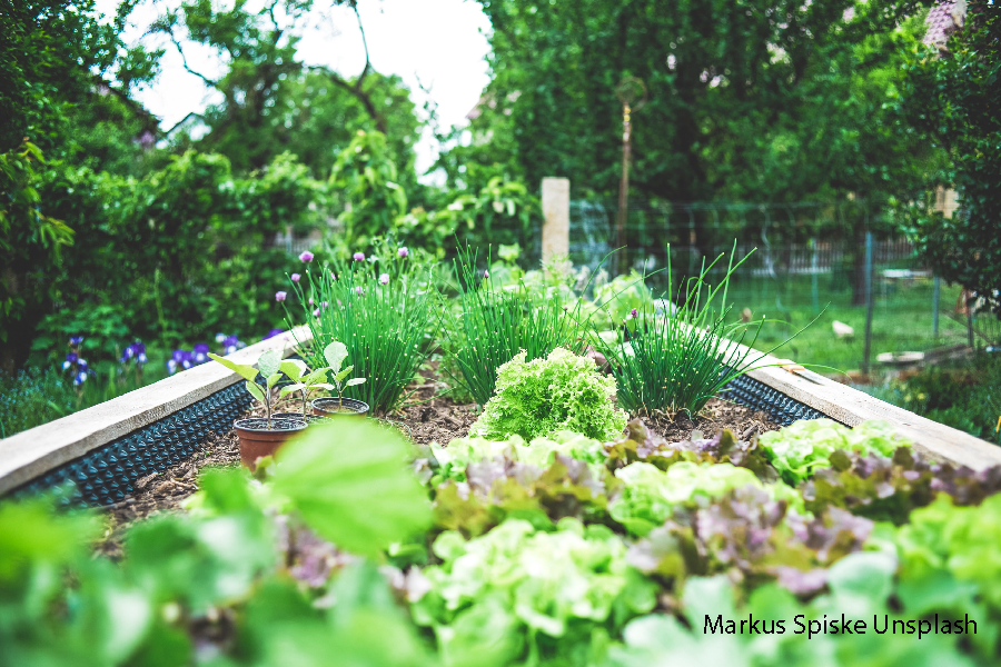 photo of raised planter with lettuce and chives