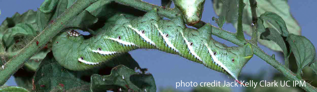 Photo of a Tomato Hornworm.