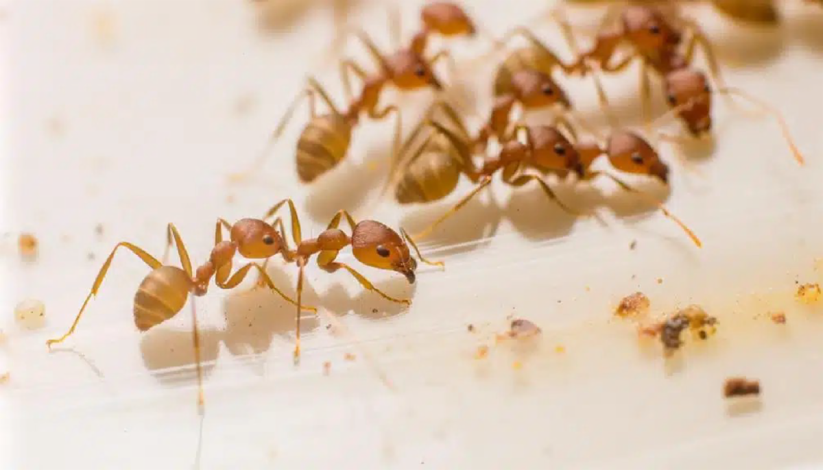 Pharoah ants (Photo credit: Hearts Pest Mgmt)