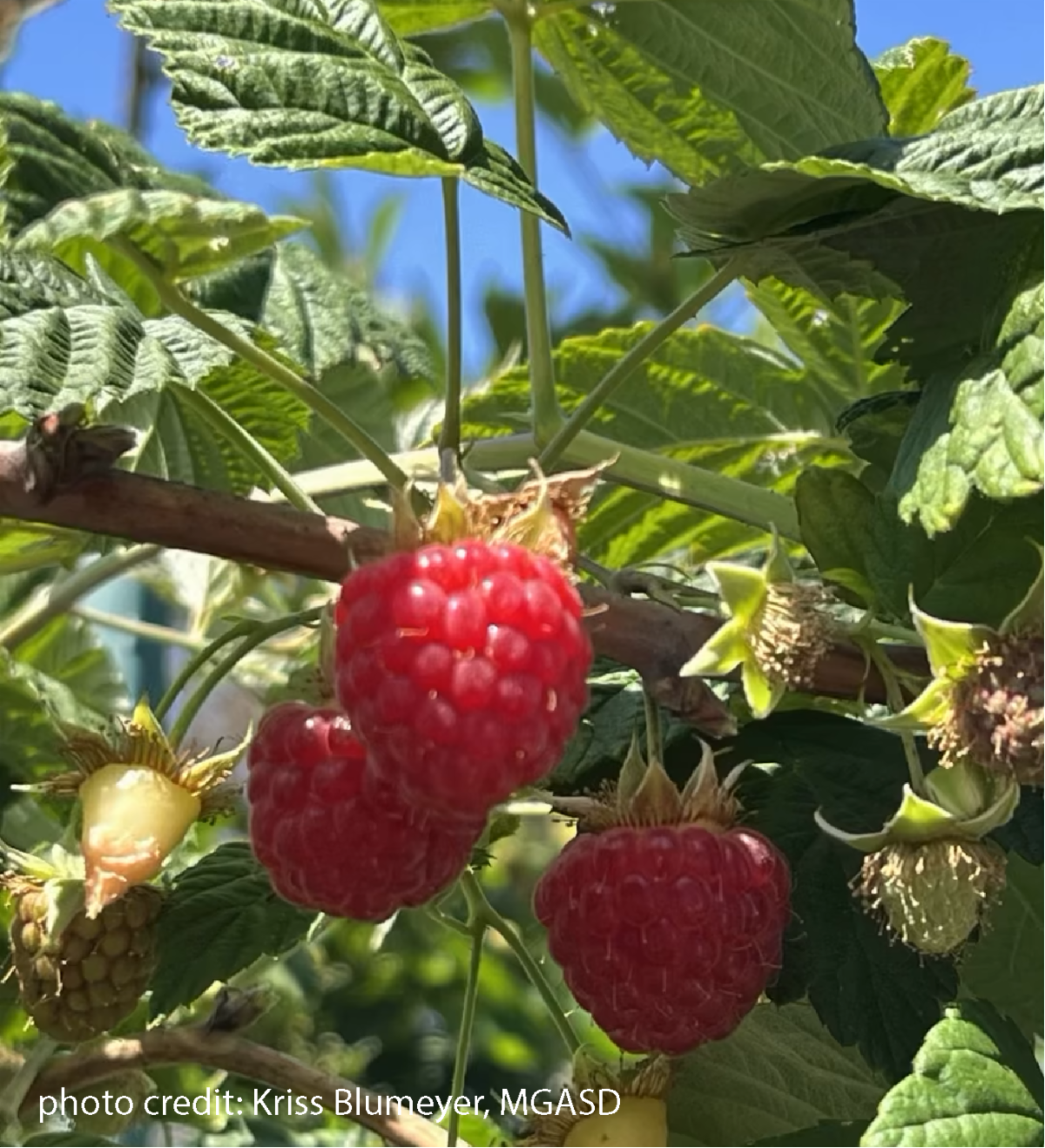 Photo of Raspberries.