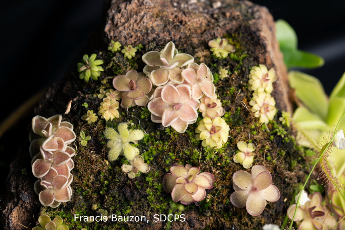 photo of assorted pinguicula 