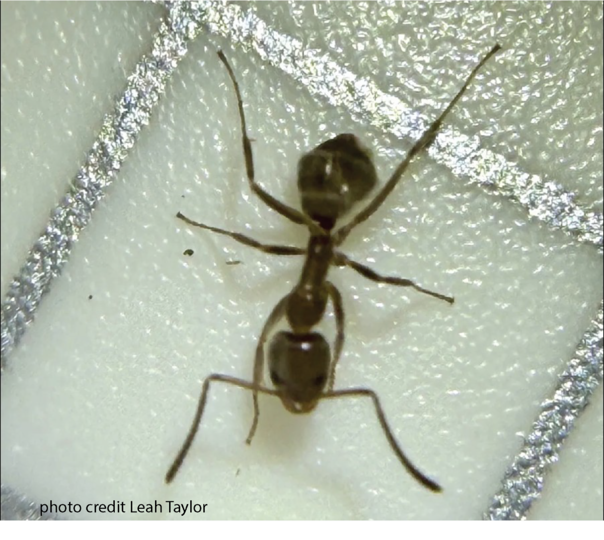 Photo of an ant.