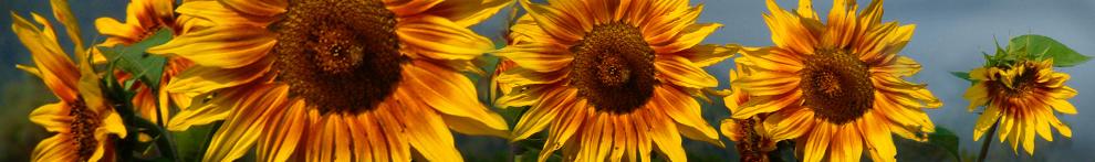 Image is of several sunflowers.