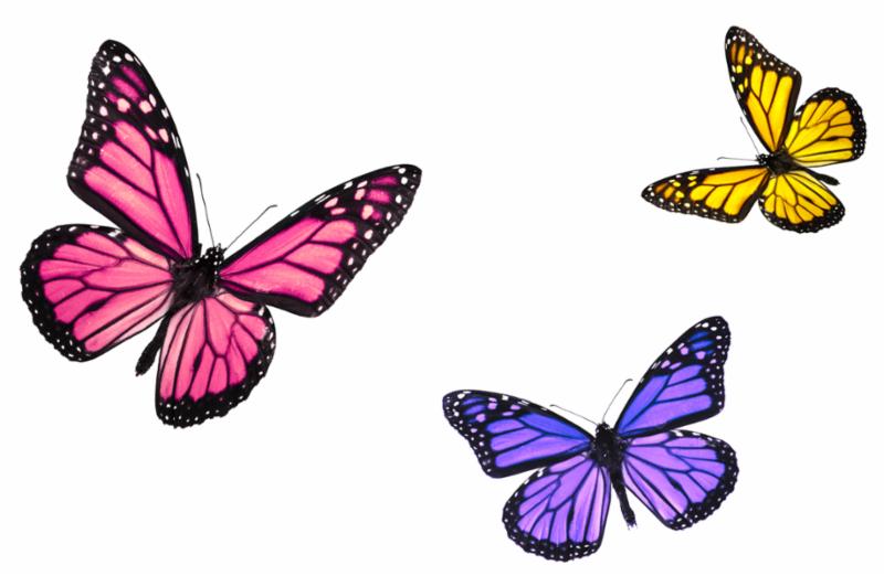 trio_of_butterflies.jpg