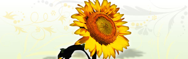 sunflower-design-header.jpg
