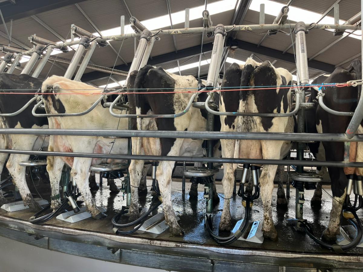cows milking