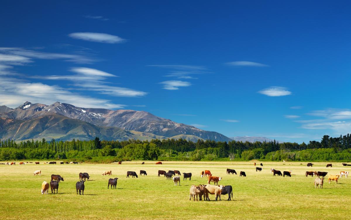 NZ cattle grazing