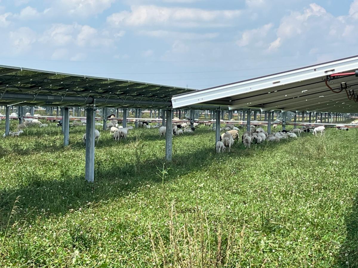 sheep solar grazing