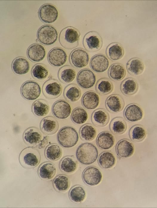 Hobbs embryos