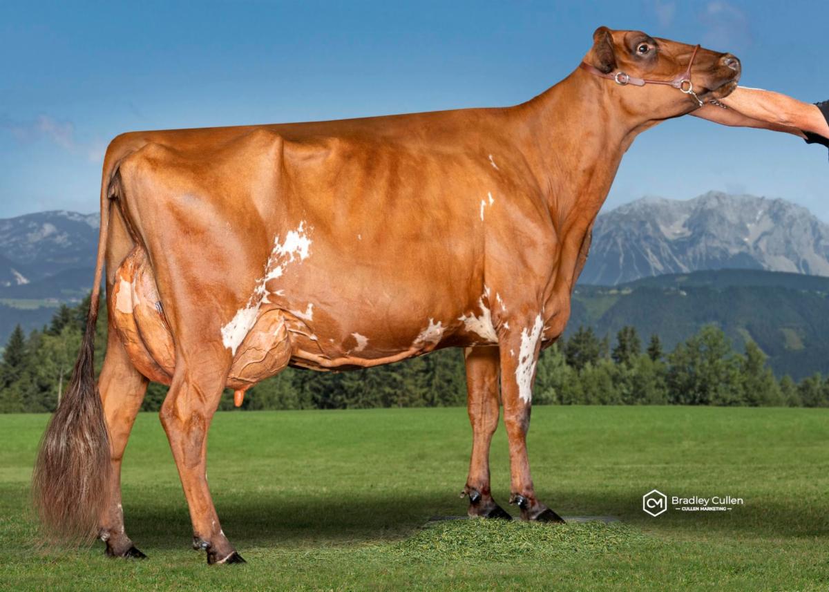 NZ Dairy Cow