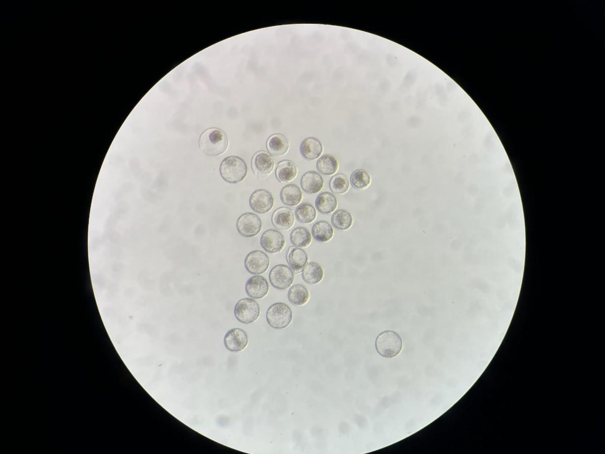 30 embryos
