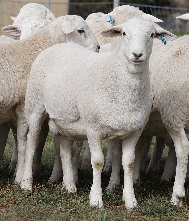 Aussie White Ewe