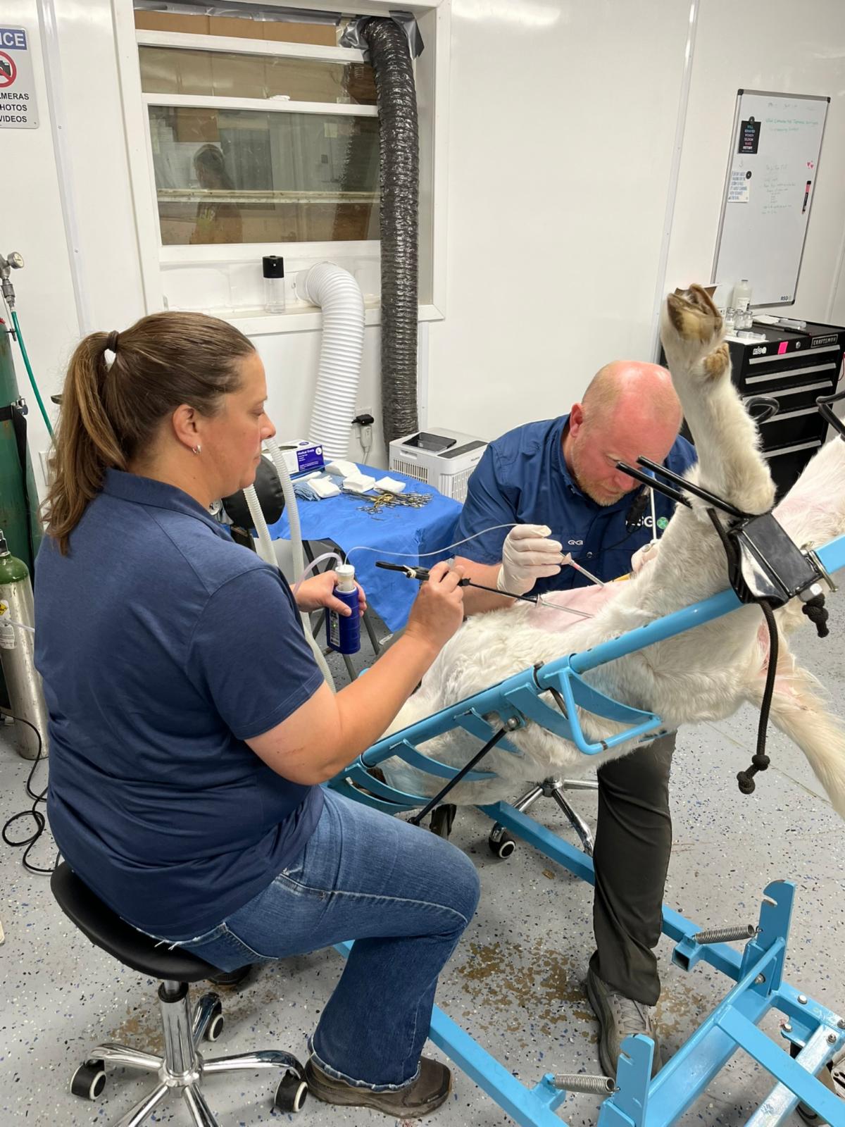 IVF goats Tad & Amanda