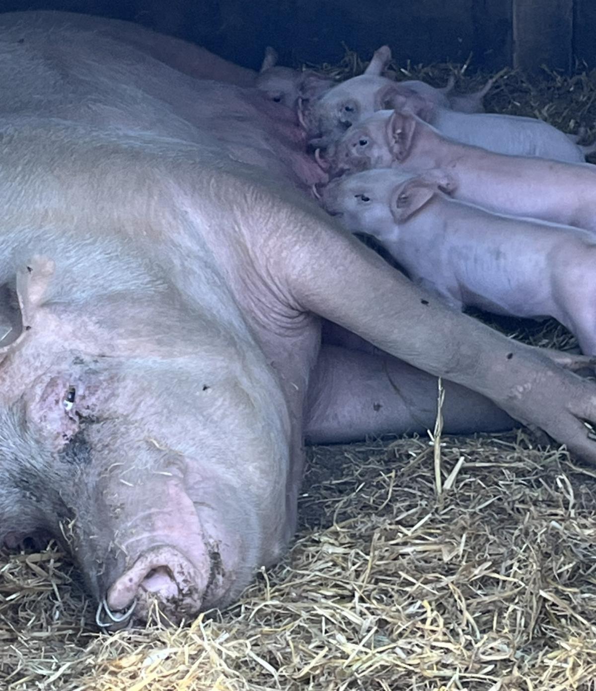 maternal pigs