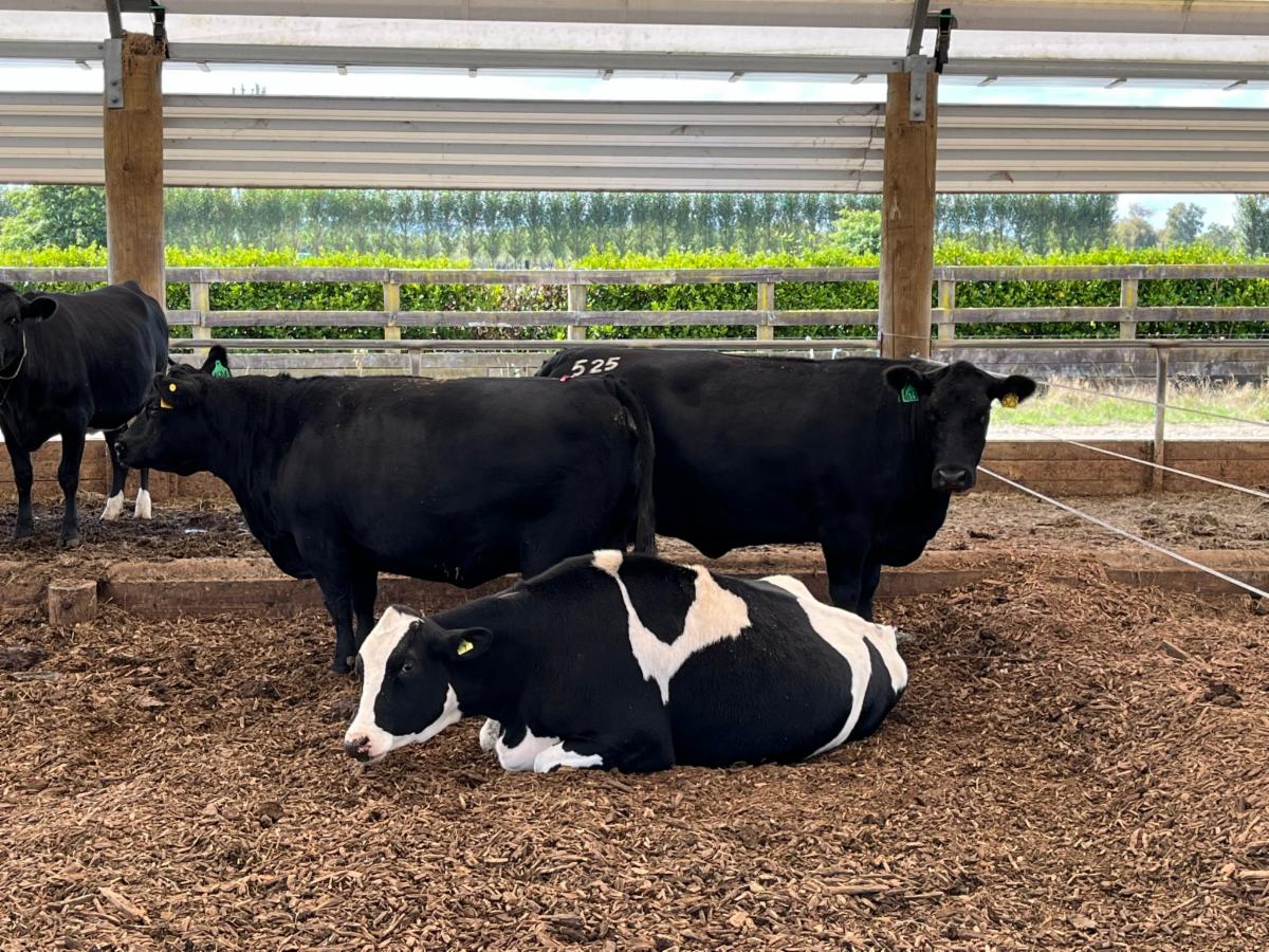 NZ donor cows