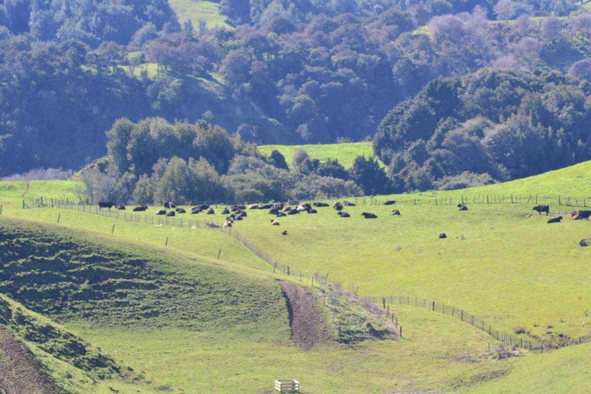NZ Cattle in pasture