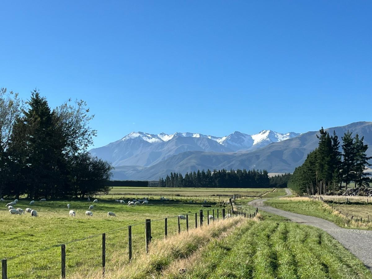 sheep farm