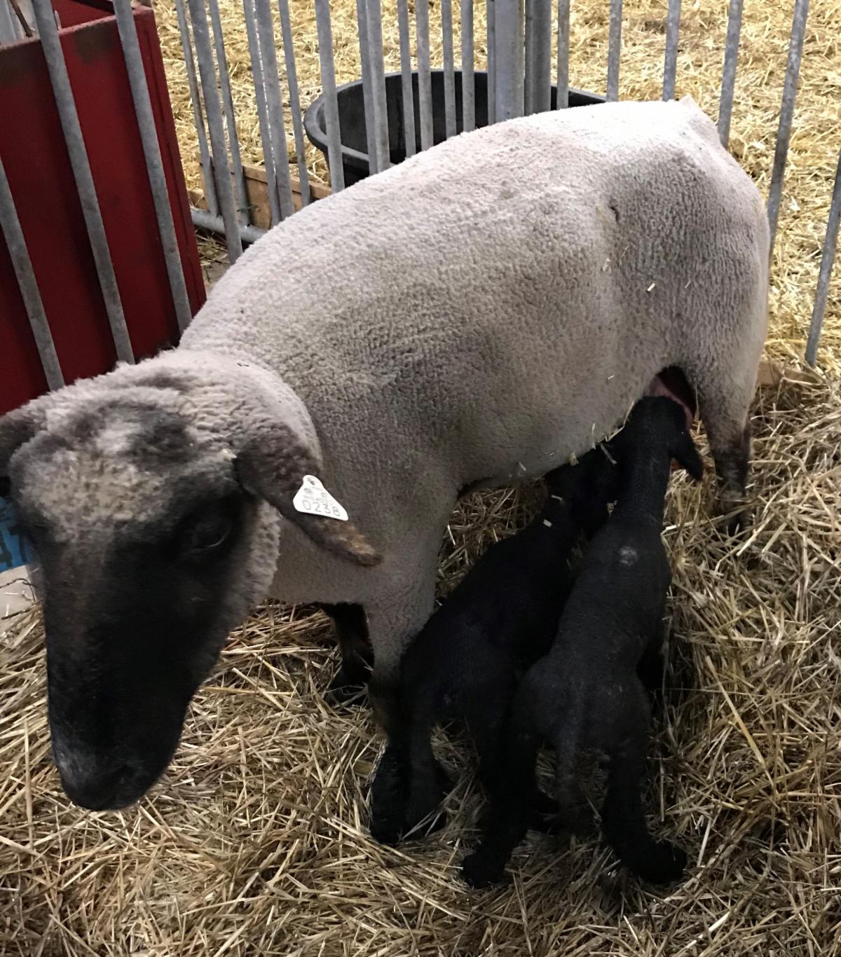 ewe with lambs nursing
