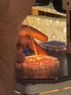 sorting cattle embryos