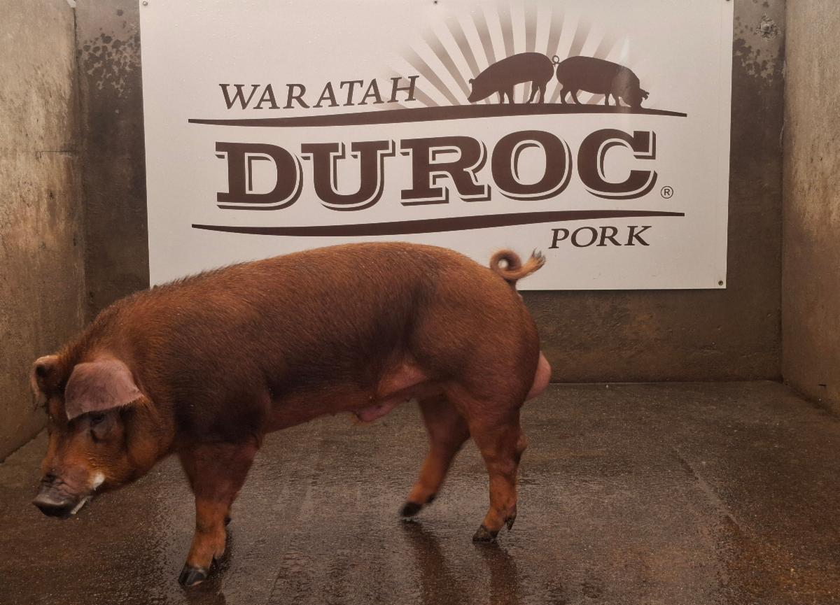 Duroc