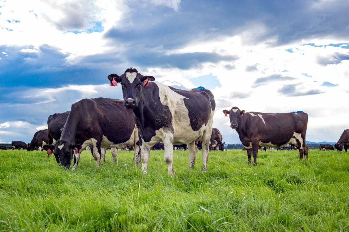 NZ dairy cows