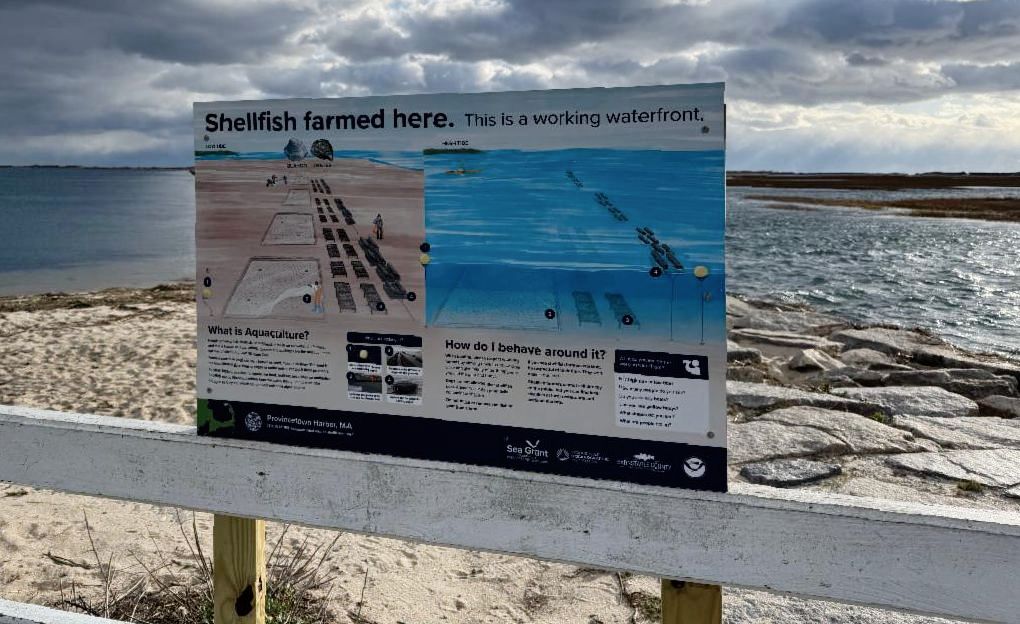 Educational shellfish aquaculture sign installed along a Cape Cod waterfront, with sandy shoreline, tidal flats, and dramatic clouds over the water in the background.