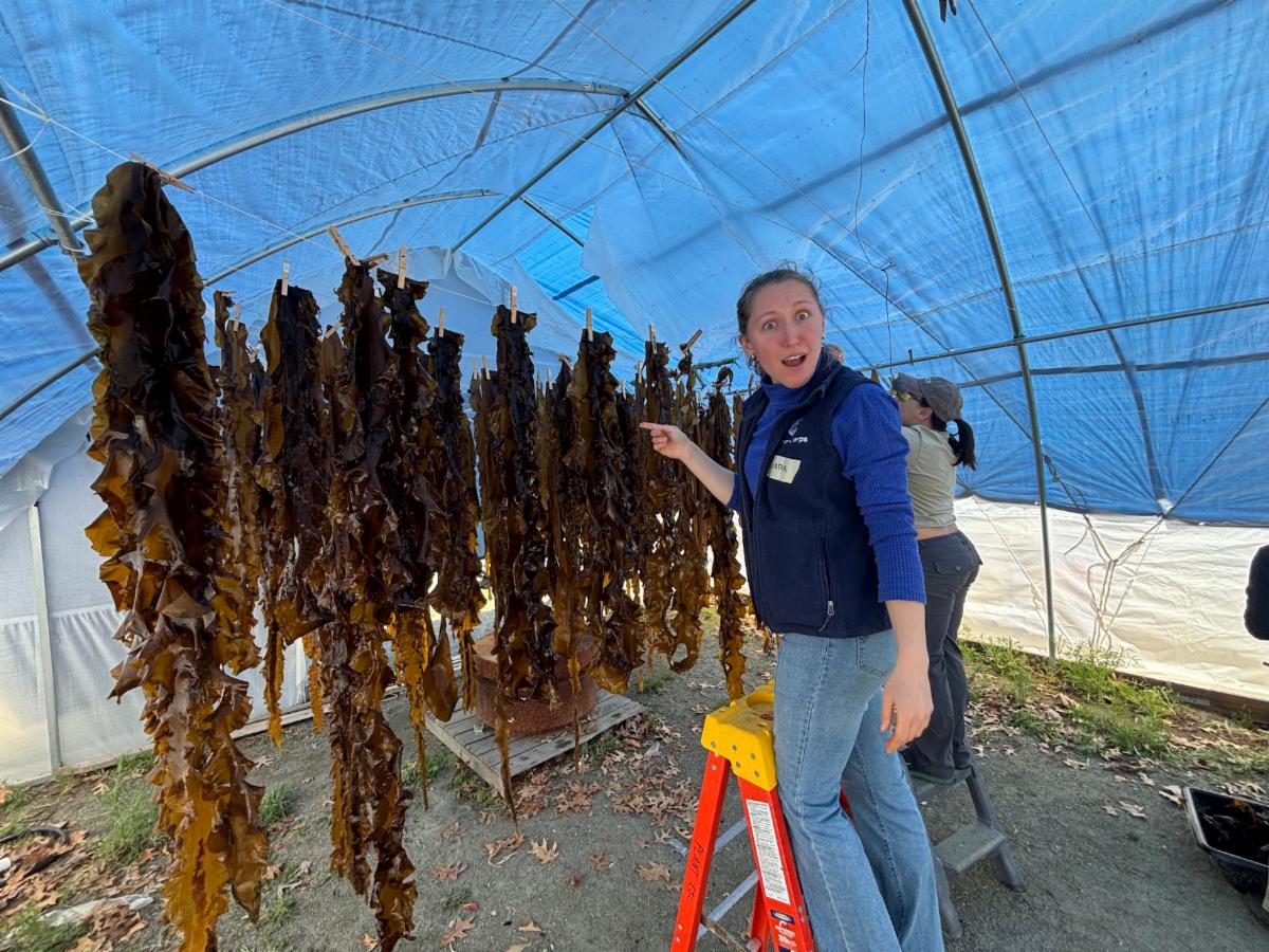 AmeriCorps Cape Cod members assist with kelp research by hanging and drying kelp inside a greenhouse-like structure at Woods Hole Oceanographic Institution.