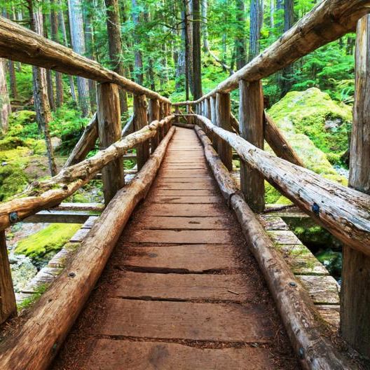 boardwalk_in_forest.jpg