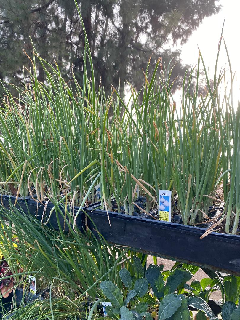 20 off all annual and veggie flats!