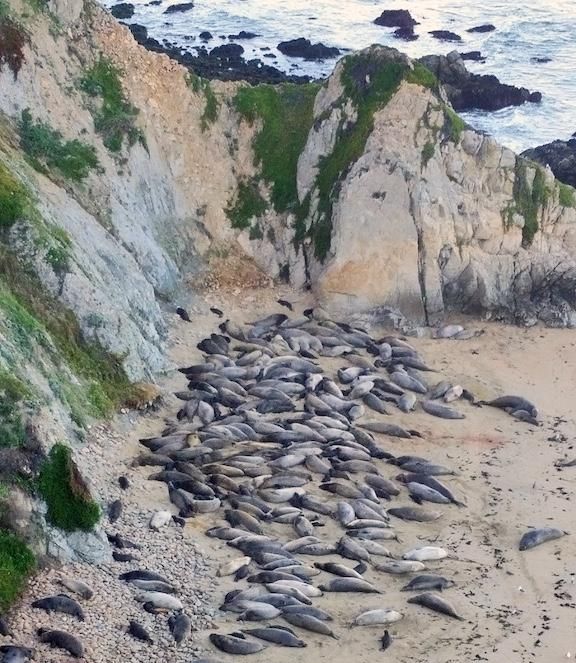 A large colony of elephant seals lying on a beach backed by cliffs, photo taken from above