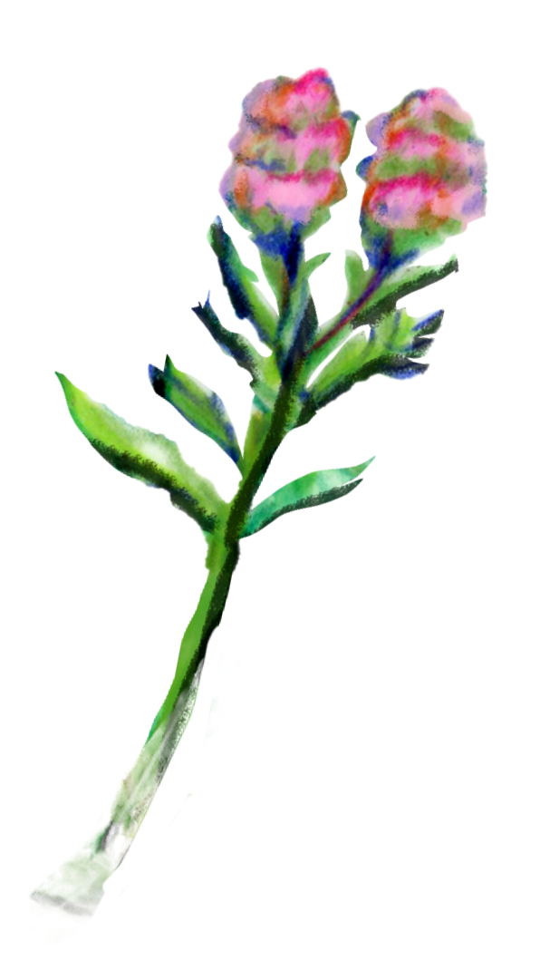 An illustration of owls clover a plant with a green stem and leaves with pink flowers at the top