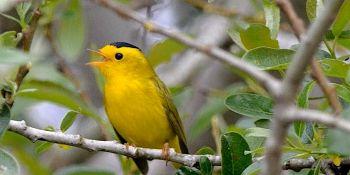 A bright yellow bird sitting on a tree branch with green leaves in the background.