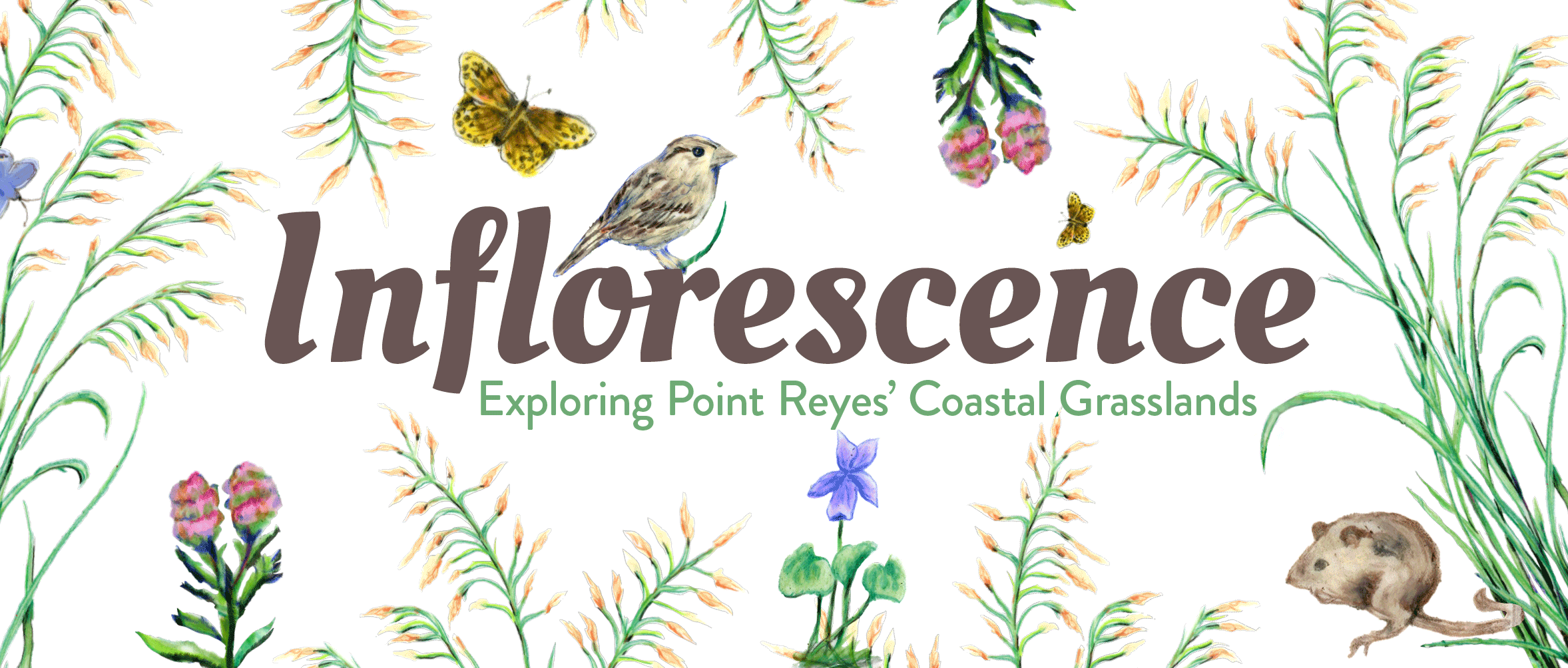 Text reading Inflorescence Exploring Point Reyes Coastal Grasslands is surrounded by illustrations of grasses flowers a small rodent and a small bird. A blue butterfly flits across the illustration.