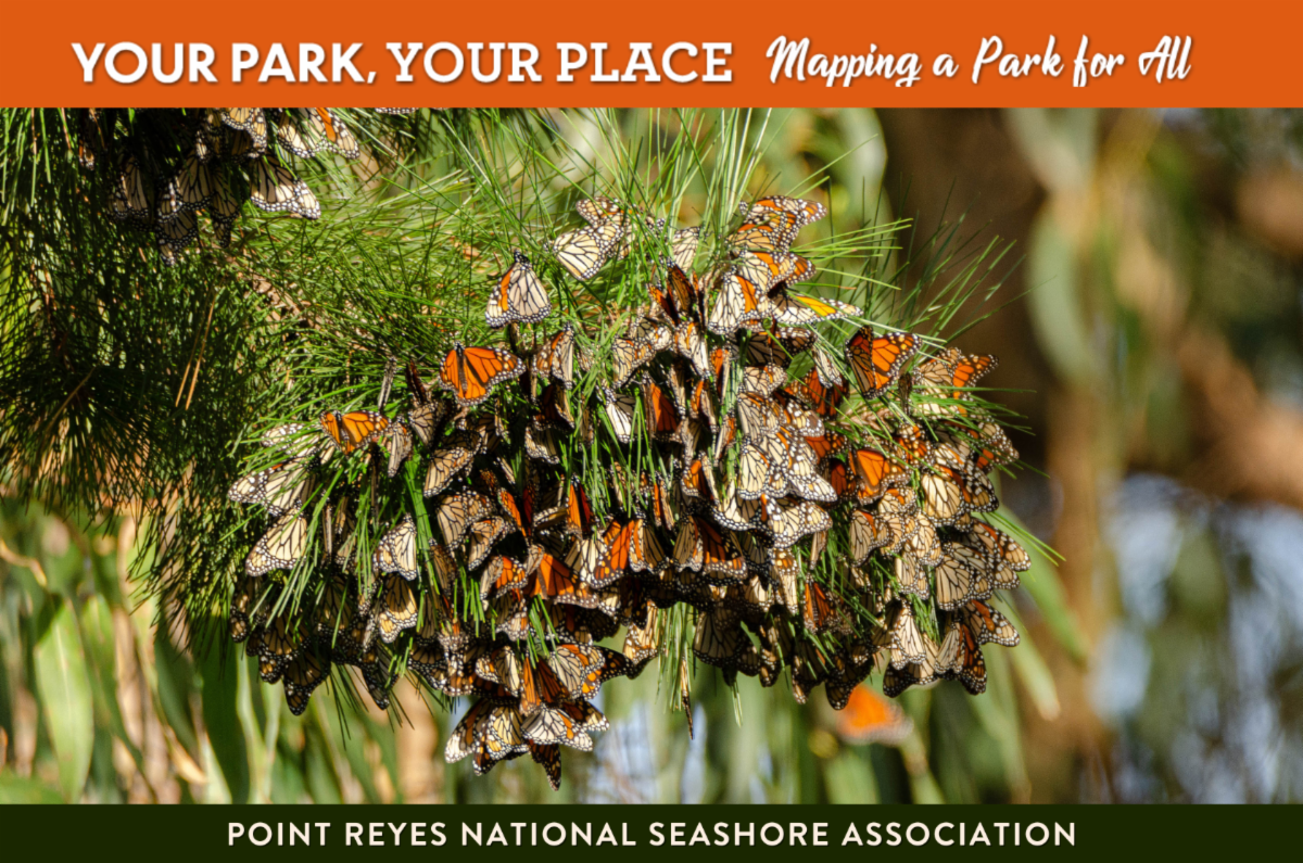 A close up of monarch butterflies clustered on a branch. The words "Your Park, Your Place: Mapping a Park for all" appear at the top of the graphic, and "Point Reyes National Seashore Association" appears at the bottom.