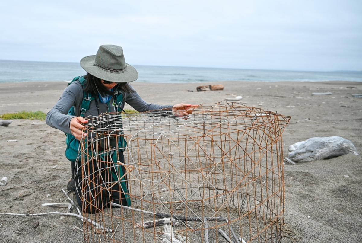 A woman wearing field clothes adjusts a wire exclosure on the beach.