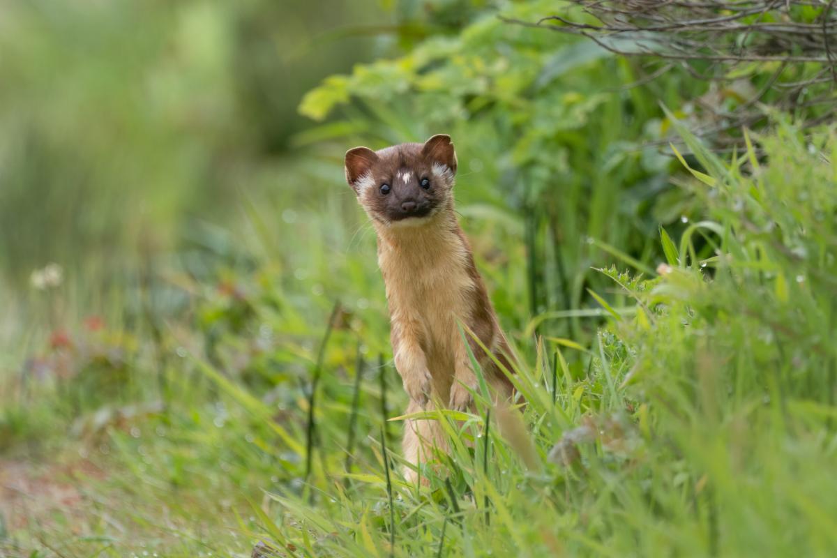 A brown and tan weasel standing on its hind legs in green grass