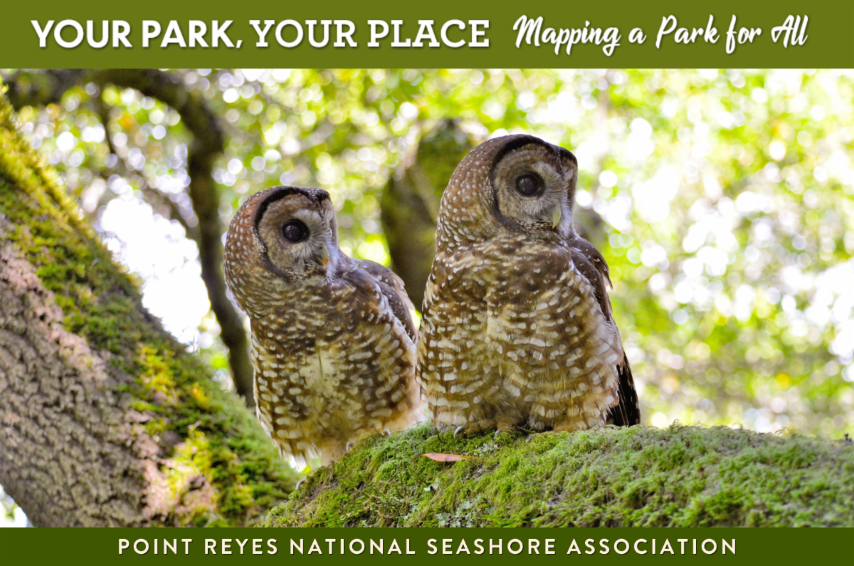 A graphic of two brown and white owls looking at something in the distance. The text at the top says "Your Park, Your Place: Mapping A Park for All" and the text at the bottom says "Point Reyes National Seashore Association."