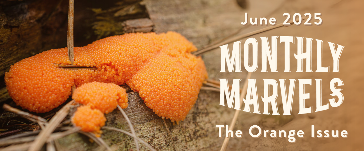 Bubbly-looking orange mold on a log. Text reads June Monthly Marvels, the orange issue.