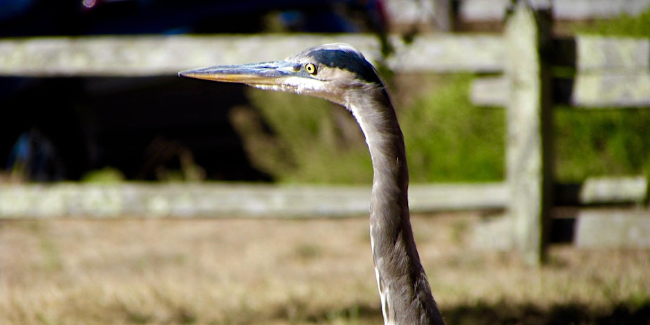 A gray and blue bird with a long neck and beak.