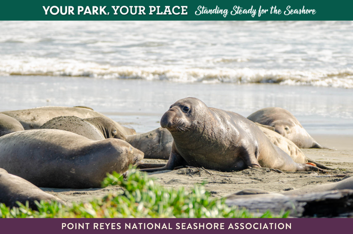 Elephant seals lying on a sandy beach with the ocean in the background. Text reads "Your Park Your Place Standing Steady for the Seashore"