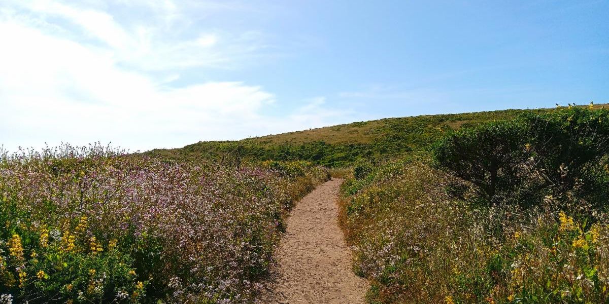 A trail leading into the distance with beach plants lining each side.