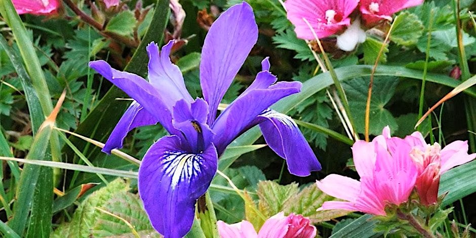 A bright purple flower with green leaves in the background.
