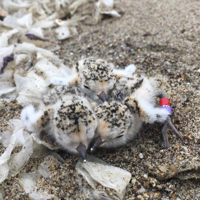 Three white and black plover chicks huddle together on a sandy beach.