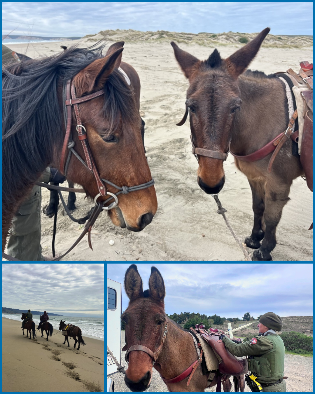 A collage of three photos of horses and a mule. The top image features the head and shoulders of a horse and a mule, the bottom left image shows two horses and a mule walking on a beach, the horses with riders, and the bottom right image shows a mule with a pack on and a ranger loading the pack.