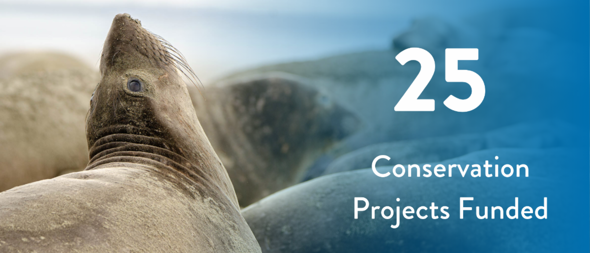 A graphic featuring a gray elephant seal looking over its back. The text reads "25 conservation projects funded."