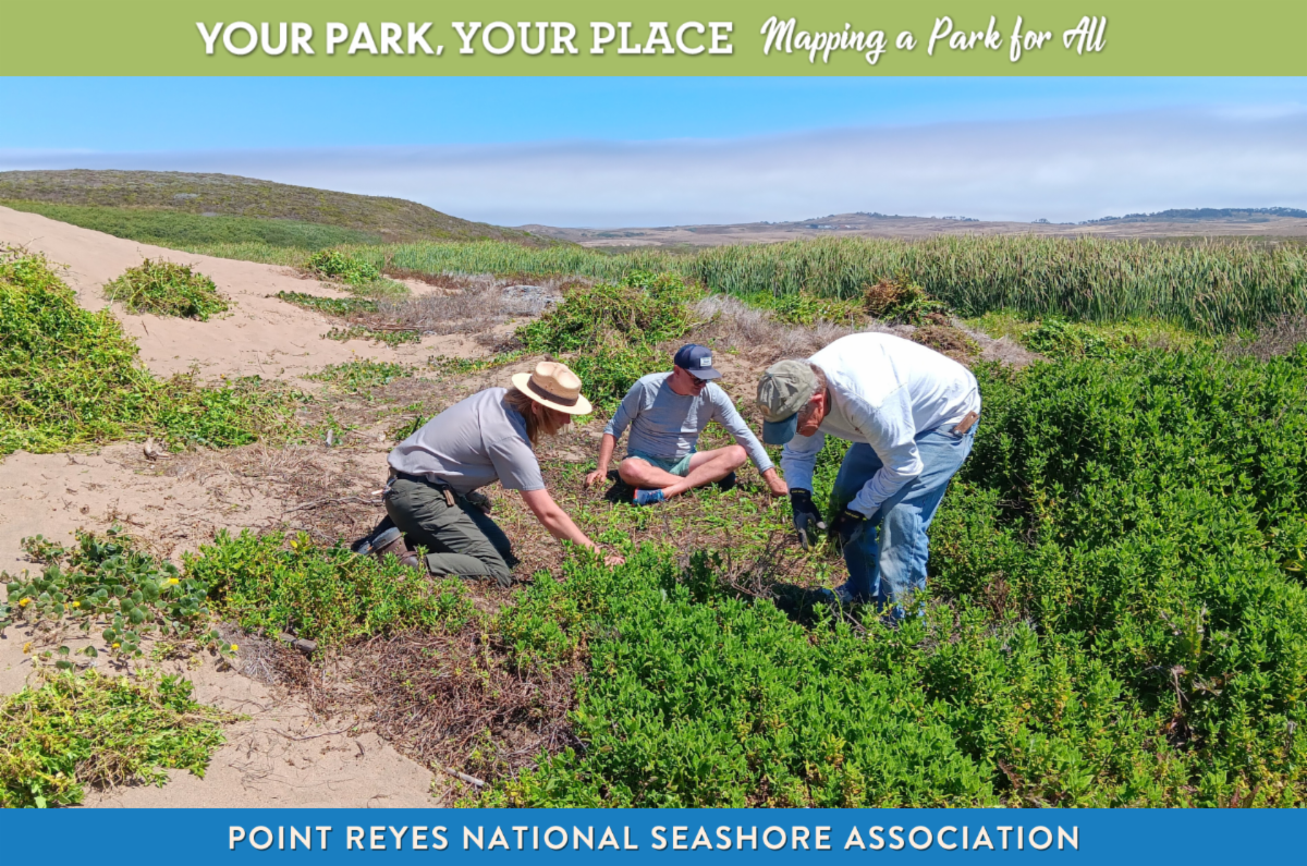Three people kneeling in sand dunes pulling weeds on a blue sky day.