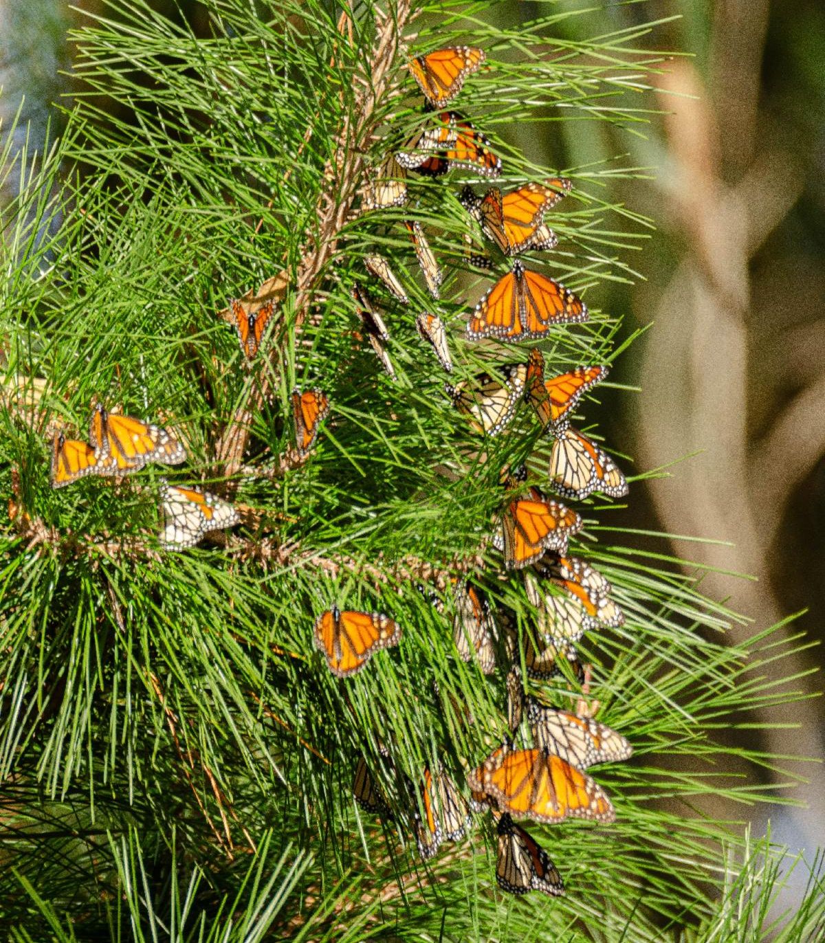 A close-up of bright orange monarchs resting on a branch.
