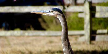 The head and neck of a Great blue heron. The bird's long neck is covered in grey feathers, its head and the top of its bill is dark blue, the bottom of its bill is yellow, and it has a bright yellow eye with a black pupil.