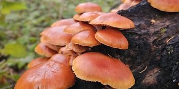 A collection of red orange mushrooms growing out of a log