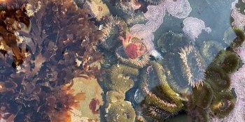 A photo of a tidepool under shallow water with anemones and other wildlife visible